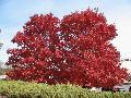 Red Maple